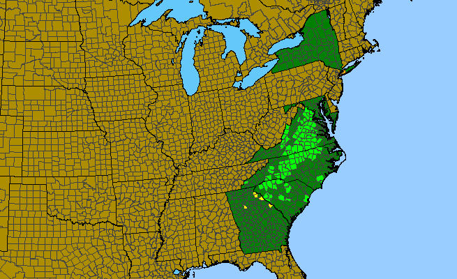 The range of Clematis ochroleuca